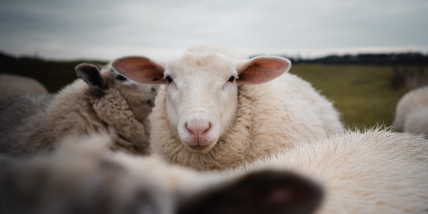 A closeup of a white sheep with funny ear